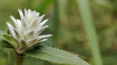 Yabani otların arasında büyüyen ve açan çiçekler.