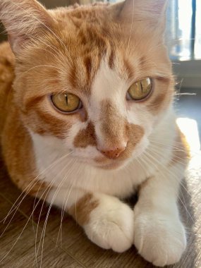 Sarı gözlü turuncu bir kedi. Evcil hayvan. Hayvanlar!