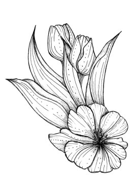 Beyaz arka planda tomurcukları olan siyah beyaz lale.