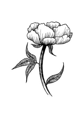 El çizimi bir çiçek çizimi. Grafik şeklinde bir resim. Bir bahçe çiçeğinin vektör çizimi. Şakayık resmi