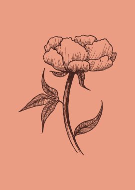 Vektör el - bir çiçeğin eskizini retro tarzda çizmiş. Grafik tarzında hayal gücü. Bir bahçe çiçeğinin vektör çizimi. Şakayık resmi