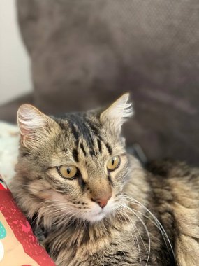 Kürklü bir arkadaşın bakışının masumiyetinde kayboldum. O şirin kedi gözlerinde, basitlik ve cazibe bir araya geldi..