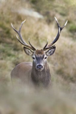 Close up portrait of imposing red deer stag (Cervus elaphus) approaching through the tall grass of an alpine meadow, beautiful stag taken in the Alps.