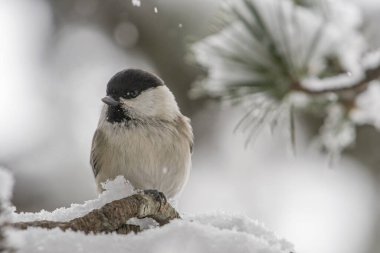 Portrait of Alpine tit or Willow tit (Poecile montanus) peched on a snowy pine branch during a snowfall - animals in wild, Italian Alps. 