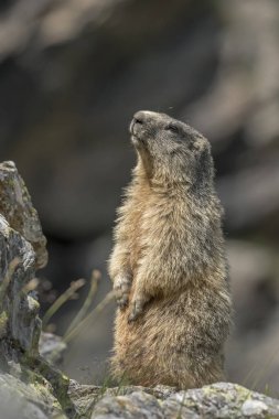 Alp Dağları, İtalya 'da gün batımında kayalıklarda bacağının üzerinde duran dağ sıçanı yakından çekilmiş. Marmota marmota. Köstebek, Dikey.