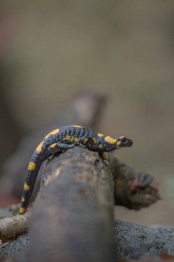 Renkli bir ateş semenderi (Salamandra semenderi) yakın çekim sarı ve siyah benekli deri sonbahar ormanlarında bir kütük üzerinde hareket eder. Monviso Parkı, İtalya.