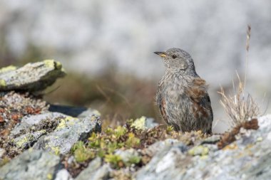 Alp aksanı, prulella collaris, alp bölgesindeki kayaların üzerine tünemişti. Alpler, İtalya. 