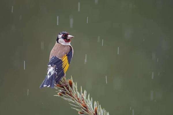 Avrupa ispinozu (Carduelis carduelis carduelis) yağmurlu bir günde bir ladin ağacının tepesine tünemiştir..