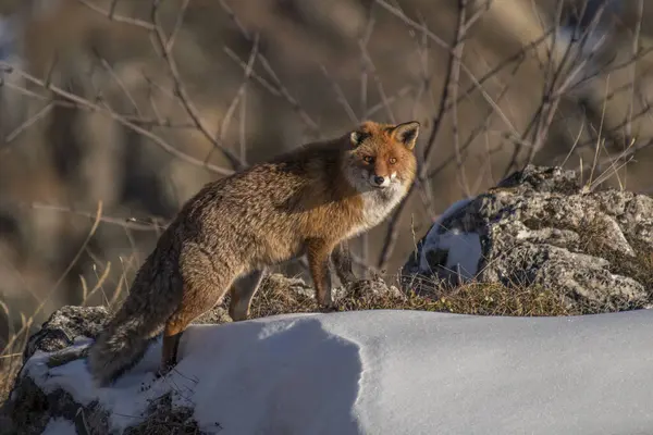 Kızıl Tilki (Vulpes vulpes) gün batımında karlı çayırda duruyor.