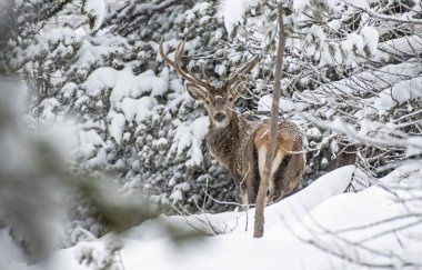 Kızıl geyik, Cervus Elaphus, karla kaplı bir ormanda, güzel erkek kızıl geyik karlı ormanda, İtalyan Alplerinde. Ocak.