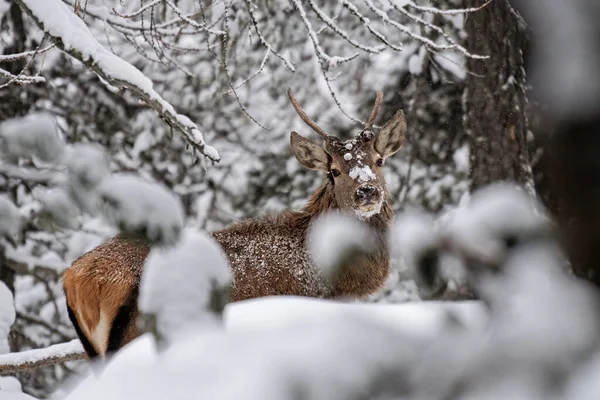 Bir yaşındaki kızıl geyik geyiği (Cervus elaphus) yoğun bir kar yağışı sırasında, İtalyan Alpleri 'nde. Monviso Doğal Parkı, yatay.