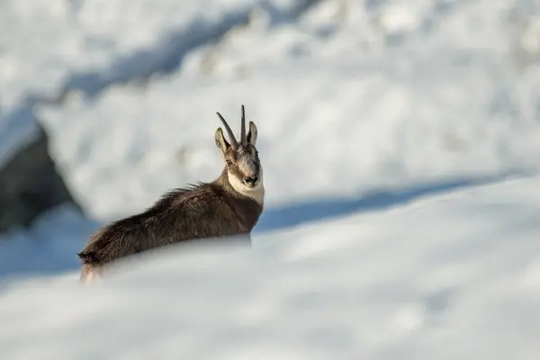 Alp papağanı (Rupicapra rupicapra) İtalya 'nın Alp Dağları' ndaki karlı bir yamaçta bulunur..