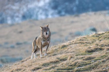 Vahşi İtalyan kurdu (Canis lupus italicus) da Apennine kurdu olarak adlandırılır ve bir kış günü Alp dağları, İtalya 'da kameraya bakar..