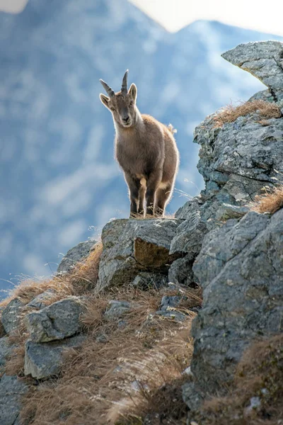 Tipik habitatında kayaların üzerinde duran dişi dağ keçisi (Capra dağ keçisi) yüksek dağ manzarası, Alps Dağları, İtalya 'da poz verir. Ocak.