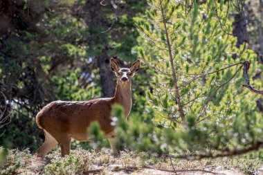 Vahşi dişi geyik ya da dişi geyik (Cervus elaphus) alarmda, İtalyan Alplerinde kozalaklı bir ormanda otluyor. Orman arka planına karşı doğal yaşam alanı..