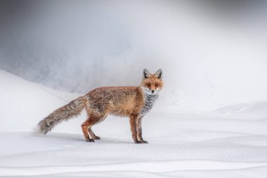 Wild red fox (Vulpes vulpes) standing on frozen snow on a cold and foggy winter day in the Italian Alps. Piedmont, Italy. Alps Mountains. clipart