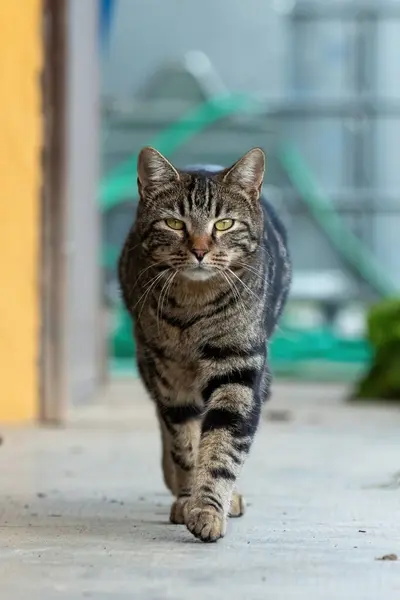 Beautiful Tabby Cat Shot Front While Moving Camera Funny Expression — Stock Photo, Image