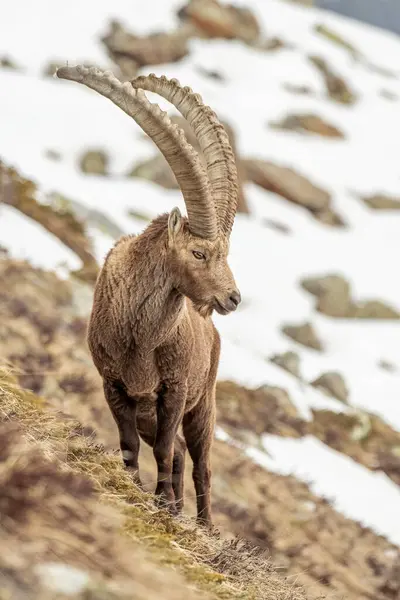 Büyük erkek dağ keçisi (Capra dağ keçisi) İtalyan Alpleri 'ndeki karlı bir çayırda, Nisan ayında, Monviso doğal parkında duruyor..
