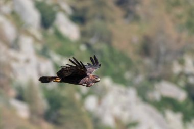 Flying Wild Golden eagle (Aquila chrysaetos) with full craw, shot on mountain background, Alps, Piedmont, Italy. Horizontal. 