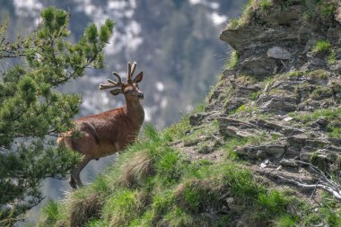Pair of red deer stag standing on a spring alpine meadow against rocky walls background. Species: Cervus elaphus, European Alps.