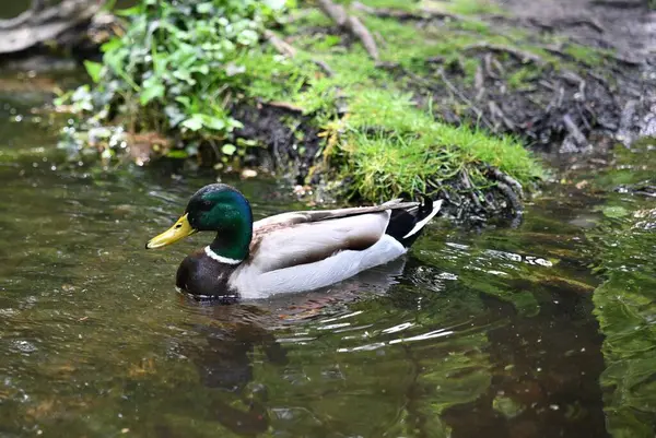 Ormanda yürüyebilirim. Yaban ördekleri ve drenler göletin etrafında yürüyor. Erkek ördeklerin üzerindeki tüylerin alışılmadık tonları. Güzel hava, doğanın sesini duyma fırsatı. Serinlik ve çiçek açan ağaçların kokusu.. 