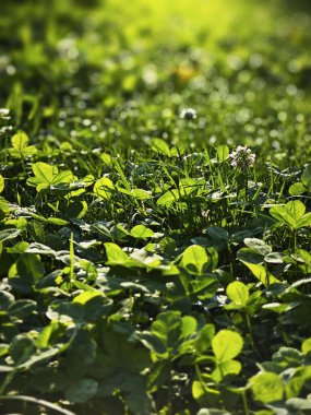 Güneşte yonca. Çeşitli yeşil renkler. Gezegen yaşamının bir parçası olarak ot. Çevre dostu olma ve gezegendeki doğayı koruma kavramı..