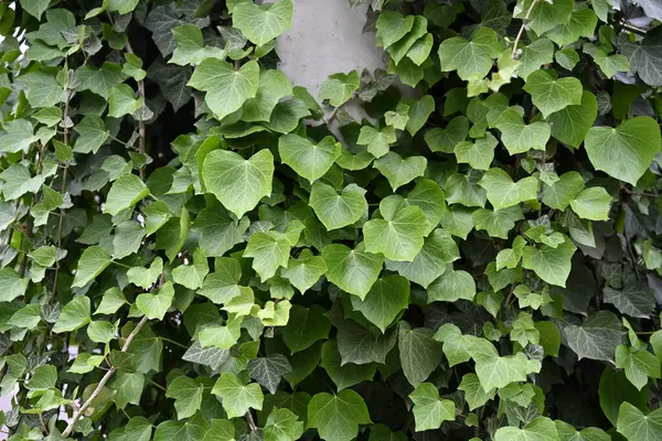 Ivy her daim yeşil olan bir tırmanma bitkisidir. Manzara tasarımında kullanılır. Dekoratif bir bitki. Fotoğraf 3