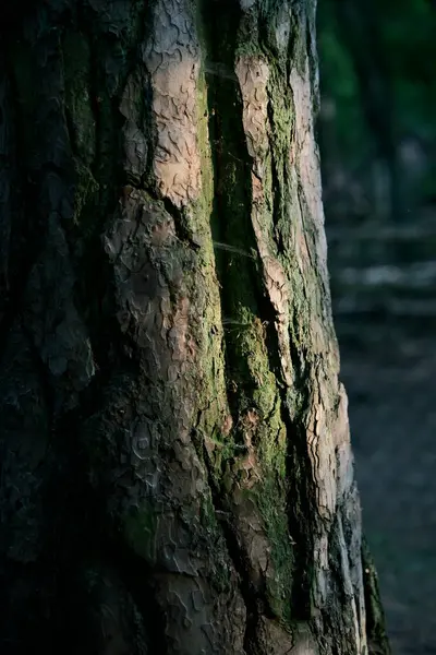 Batan güneşin altında bir ağacın gövdesi. Grafik arkaplan, doğal formlardan yapılmış tasarım.