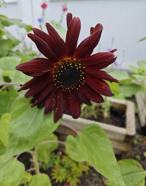 Dekoratif ayçiçeği. Erkekleri turuncu renktedir ve narin aroma arılar ve diğer böcekler için mükemmel bir cazibedir..