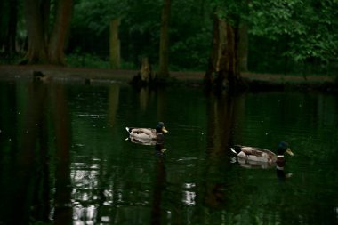 Aileyle göletin kenarında zaman geçirmek. Büyük şehirde doğanın sesini duyma fırsatı. İtişip kakışmaya ara vermek. Fotoğraf 2