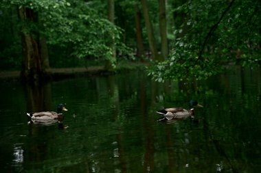 Aileyle göletin kenarında zaman geçirmek. Büyük şehirde doğanın sesini duyma fırsatı. İtişip kakışmaya ara vermek. Fotoğraf 1