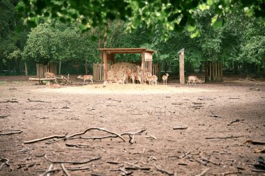 Bahar yeşilliği, temiz hava ve aileyle yürüyüş. Bir geyik sürüsü, Bambi barınağın altında. Doğal bir yaşam ortamında yaşıyorlar. Deniz mavisi tonları. Fotoğraf 1