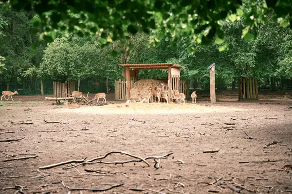 Bahar yeşilliği, temiz hava ve aileyle yürüyüş. Bir geyik sürüsü, Bambi barınağın altında. Doğal bir yaşam ortamında yaşıyorlar. Deniz mavisi tonları. Fotoğraf 2