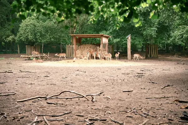 Bahar yeşilliği, temiz hava ve aileyle yürüyüş. Bir geyik sürüsü, Bambi barınağın altında. Doğal bir yaşam ortamında yaşıyorlar. Deniz mavisi tonları. Fotoğraf 1