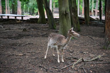 Genç bir dişi geyik - Bambi doğal ortamında. Fotoğraf 1