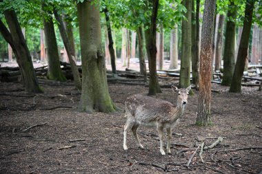 Genç bir dişi geyik - Bambi doğal ortamında. Fotoğraf 2