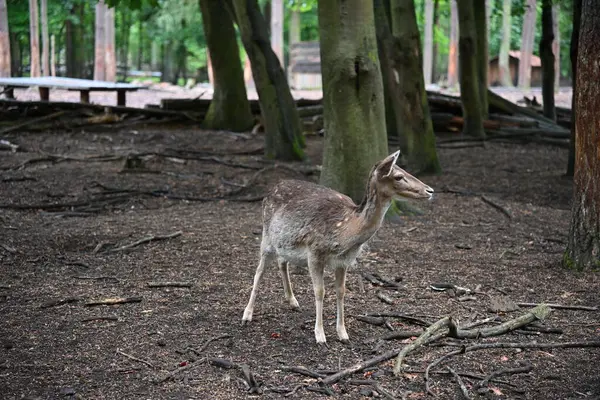 Genç bir dişi geyik - Bambi doğal ortamında. Fotoğraf 1