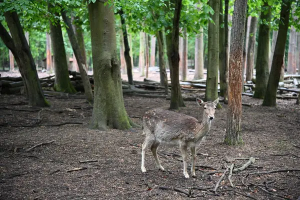 Genç bir dişi geyik - Bambi doğal ortamında. Fotoğraf 2