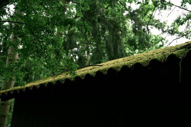 Yaprak döken ve kozalaklı ağaçların taze, nemli yeşilliği. Ahırın çatısı yosun ile kaplı. Yeşilin tüm tonlarının inanılmaz bir kombinasyonu. Dokular ve renkler. Fotoğraf 1.