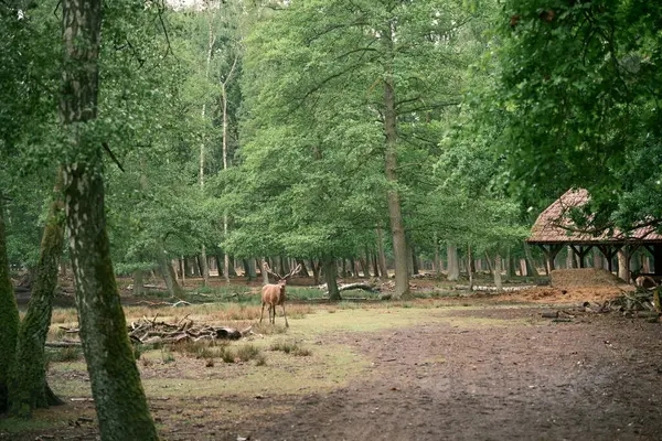 Güzel boynuzları olan bir geyik. Ormanda taze yeşillik, fauna ve bitki örtüsü.