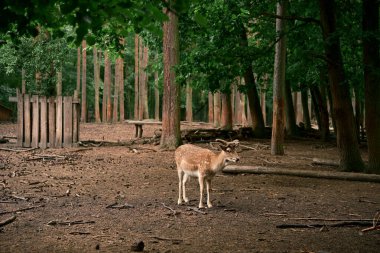 Genç boynuzları olan vahşi bir erkek geyik. Doğal ortamında, vahşi yaşamı gözlemliyor. Fotoğraf 2