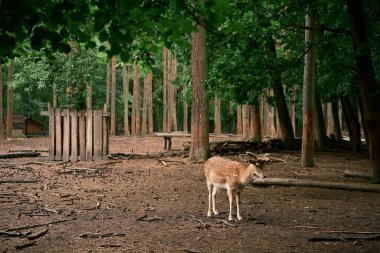 Genç boynuzları olan vahşi bir erkek geyik. Doğal ortamında, vahşi yaşamı gözlemliyor. Fotoğraf 3