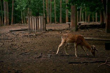 Genç boynuzları olan vahşi bir erkek geyik. Doğal ortamında, vahşi yaşamı gözlemliyor. Fotoğraf 4