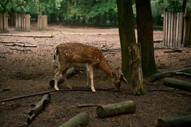 Genç boynuzları olan vahşi bir erkek geyik. Doğal ortamında, vahşi yaşamı gözlemliyor. Fotoğraf 5