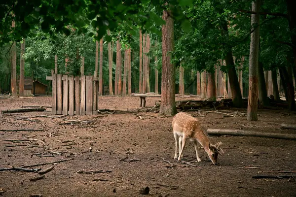 Genç boynuzları olan vahşi bir erkek geyik. Doğal ortamında, vahşi yaşamı gözlemliyor. Fotoğraf 1