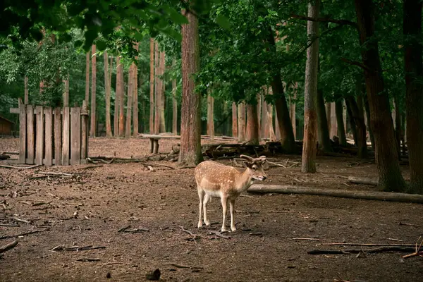 Genç boynuzları olan vahşi bir erkek geyik. Doğal ortamında, vahşi yaşamı gözlemliyor. Fotoğraf 2
