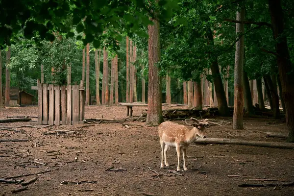 Genç boynuzları olan vahşi bir erkek geyik. Doğal ortamında, vahşi yaşamı gözlemliyor. Fotoğraf 3