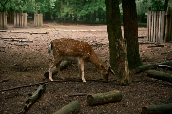 Genç boynuzları olan vahşi bir erkek geyik. Doğal ortamında, vahşi yaşamı gözlemliyor. Fotoğraf 5