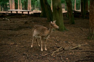 Genç dişi geyik. Yer ve yaşam alanı. Görülen şeyden dolayı şaşkınlık ve neşe. Fotoğraf 1
