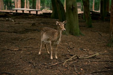 Genç dişi geyik. Yer ve yaşam alanı. Görülen şeyden dolayı şaşkınlık ve neşe. Fotoğraf 2